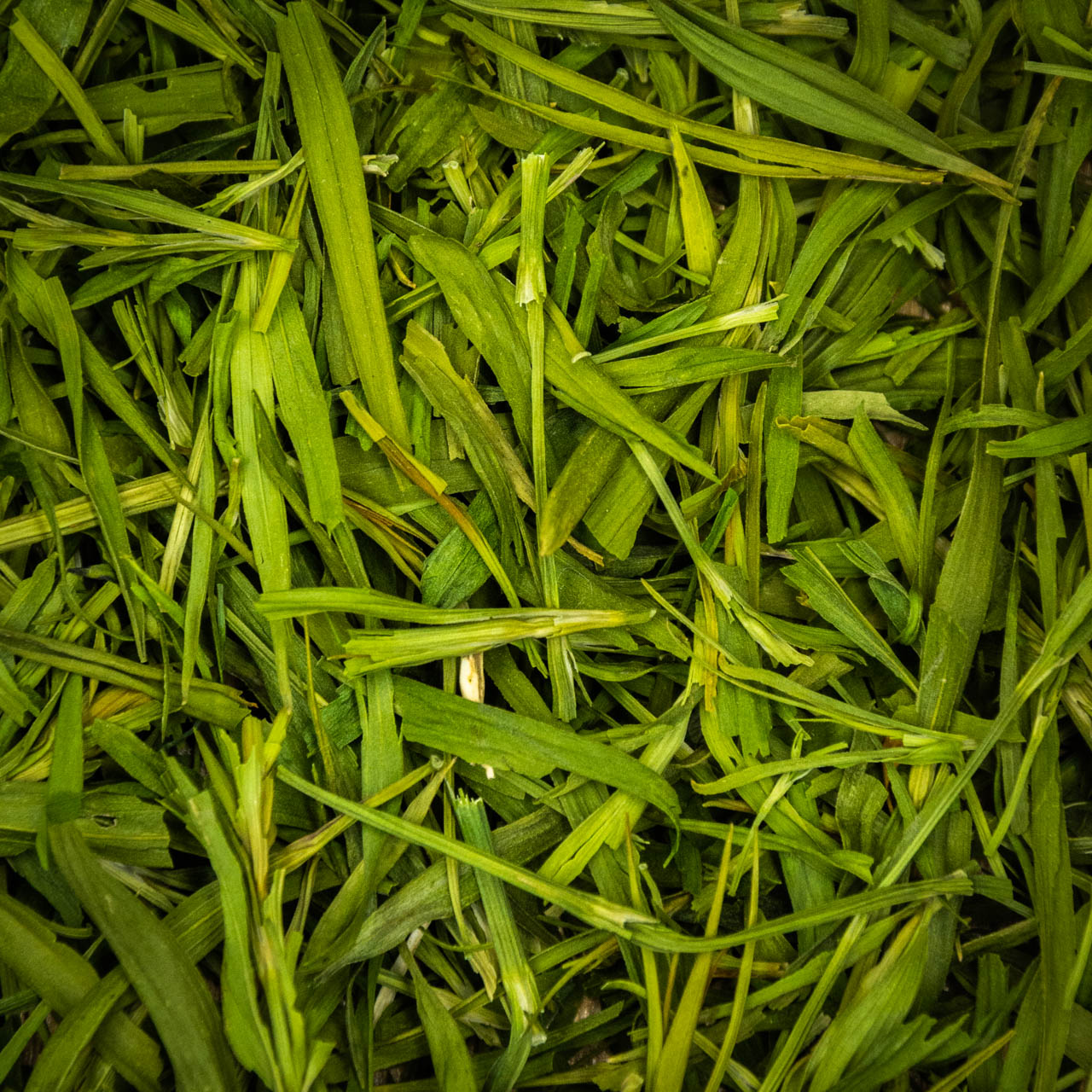 Листя Бамбука "Люй Чжу Е" 50 грам, Фото Листя Бамбука "Люй Чжу Е" 50 грам, Картинка