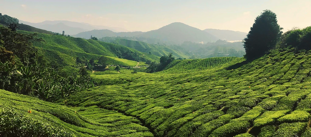 Походження