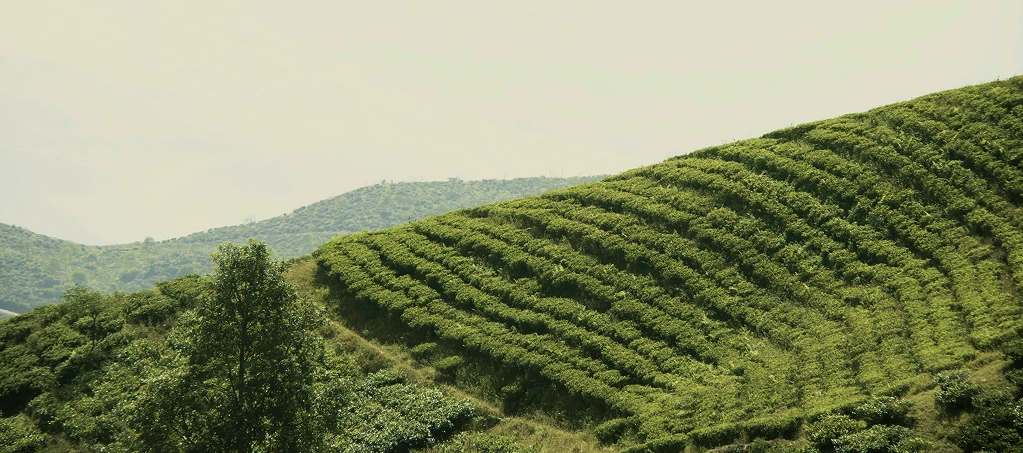 Походження