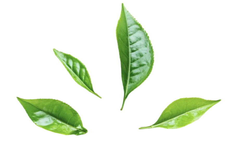 Наш асортимент брендів Наш асортимент брендів