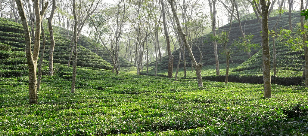 Походження Походження